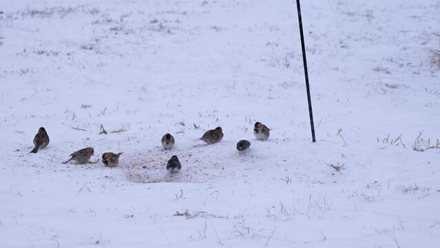 Harris's sparrows and Dark-eyed Juncos in snow, eating seeds off the ground