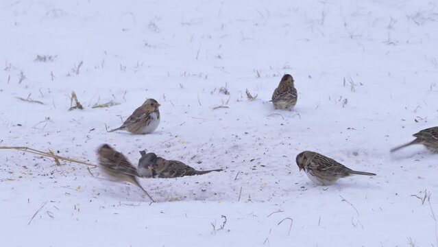 Harris's Sparrows and a Dark-eyed Junco eating seeds on the ground in snowfall