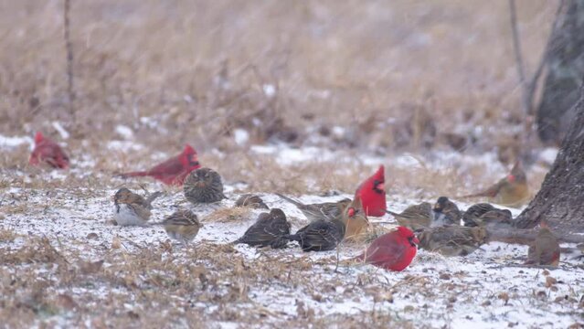Cardinals, juncos, blackbirds and various sparrows eating seeds off the ground in heavy snowfall