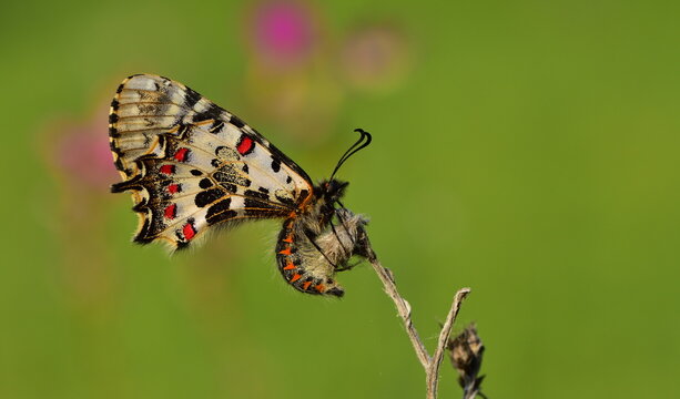 Zerynthia cerisyi  952