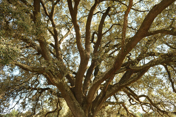 Alzina dels Colls, Oak of the Hills, Casserres, Catalonia, Spain