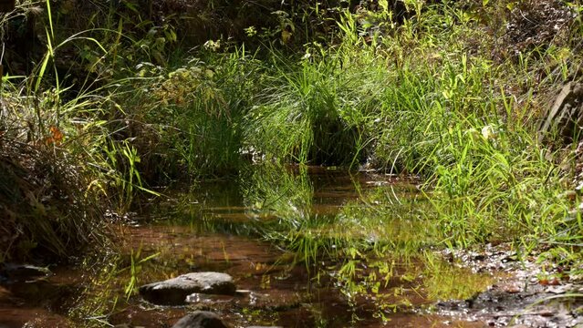 Small creek in the woods in fall; with native grasses reflecting on sunny, still waters