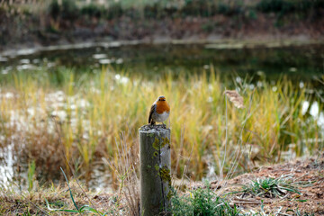 Bird, Delta of Llobregat, Catalonia, Spain