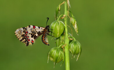 Zerynthia cerisyi  954