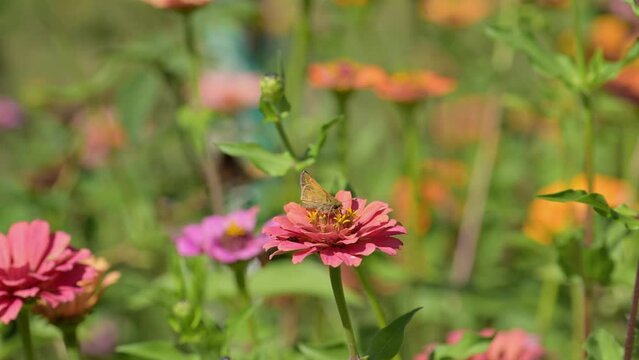 Slow motion of Sachem skipper butterfly feeding on a pink Zinnia flower