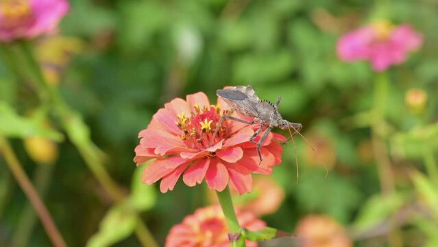 Wheelbug on top of a pink Zinnia flower, looking around and flying off, in slow motion