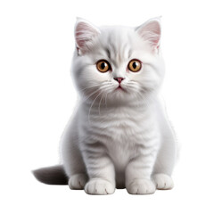 British cute funny cat on isolated transparent png background.