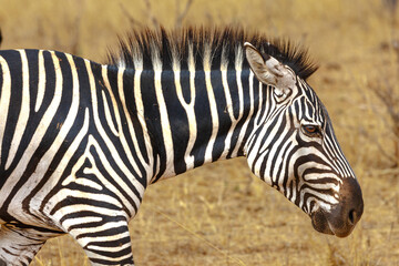 Zebra - Tarangire, Serengeti, Ngorongoro