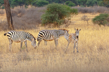Zebra - Tarangire, Serengeti, Ngorongoro