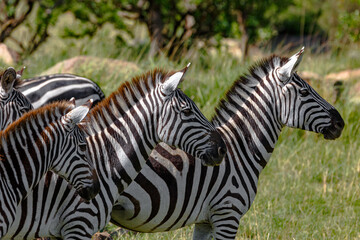 Naklejka premium Zebra - Tarangire, Serengeti, Ngorongoro