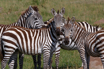 Zebra - Tarangire, Serengeti, Ngorongoro