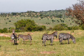 Fototapeta na wymiar Zebra - Tarangire, Serengeti, Ngorongoro