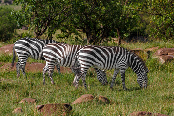 Fototapeta na wymiar Zebra - Tarangire, Serengeti, Ngorongoro