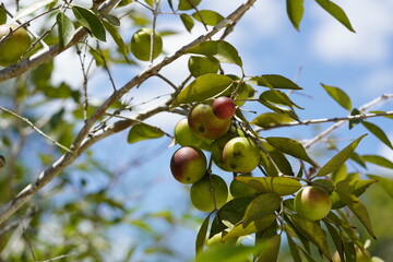 Ripe and semi ripe Camu Camu fruits (Myrciaria dubia) still hanging on the bush. Very rare fruit native to the banks of the Rio Negro river with the highest concentration of natural vitamin C.