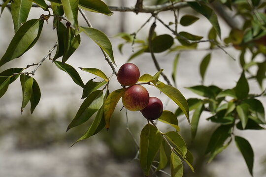 Ripe and semi ripe Camu Camu fruits (Myrciaria dubia) still hanging on the bush. Very rare fruit native to the banks of the Rio Negro river with the highest concentration of natural vitamin C.
