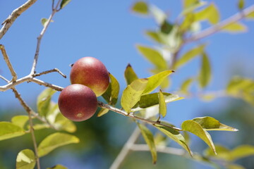 Ripe and semi ripe Camu Camu fruits (Myrciaria dubia) still hanging on the bush. Very rare fruit native to the banks of the Rio Negro river with the highest concentration of natural vitamin C.