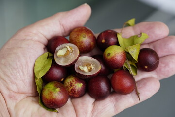 Ripe Camu Camu fruits (Myrciaria dubia) in the open hand, freshly picked and partly cut in...