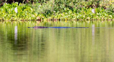 Yacare Caiman (Caiman yacare) in the Water in Brazil in Brazil