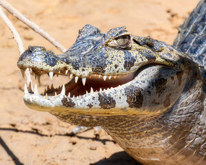 Yacare Caiman (Caiman yacare) in the Water in Brazil in Brazil