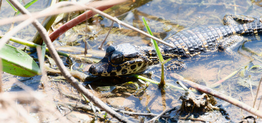 Yacare Caiman (Caiman yacare) in the Water in Brazil in Brazil