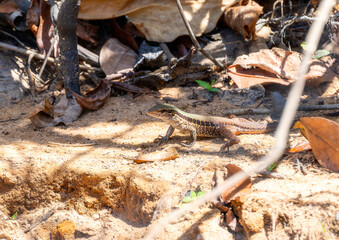 Giant Ameiva (Ameiva ameiva) on th Ground in Brazil