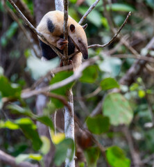 Southern Tamandua (Tamandua tetradactyla) Anteater Clinging to a Tree in a Forest in Brazil