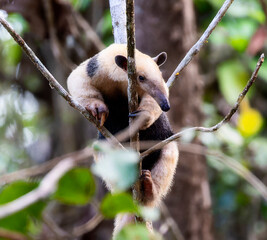 Obraz premium Southern Tamandua (Tamandua tetradactyla) Anteater Clinging to a Tree in a Forest in Brazil