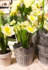 daffodils in a pot