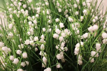 beautiful floral background of colorful flowers