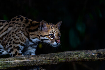 Beautiful Wild Ocelot (Leopardus pardalis) in a Brazil Forest at Night