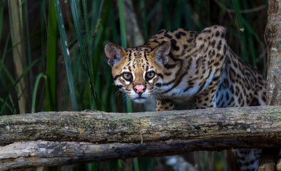 Beautiful Wild Ocelot (Leopardus pardalis) in a Brazil Forest at Night