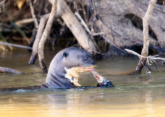 Giant River Otter (Pteronura brasiliensis) Swimming in a River asnd Eating an Armored Catfish in Brazil