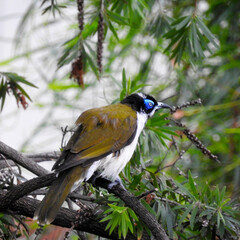 Blue-faced Honeyeater