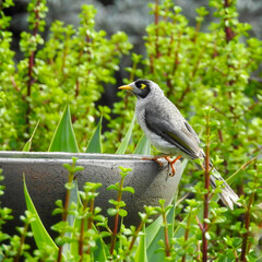 Noisy Miner