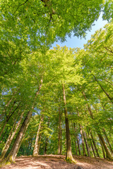 A great view up into the trees direction sky in may, Germany