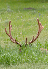 Elk in Velvet Resting in Grassy Meadow