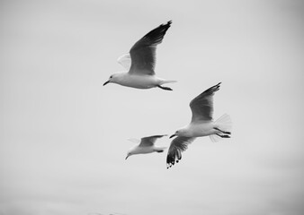 seagull flying over the sea