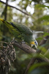 South American parrot searching for food