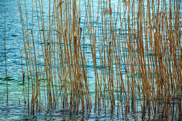 Yellowed reed plants on the banks of a Lake Traunsee. Sunny day. Winter.