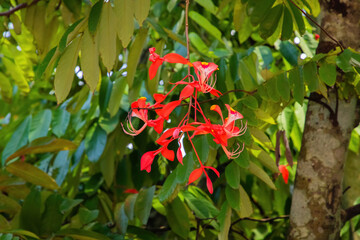 vibrant Amherstia nobilis (Noble Amherstia) flower