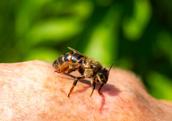 YounYoung queen bee on the beekeepers hand.
A young queen bee moved from the honeycomb onto the beekeepers hand.
g queen bee on the beekeepers hand.