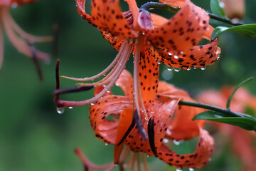 Tiger Lily flower. Lilium lancifolium. Orange blossoms with black dots. Tiger lilies in a garden. Wallpaper or background. Beautiful orange Tiger Lily Lilium tigrinum. Large drops of water after rain 