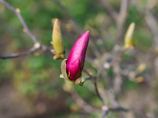 Mixed colorful flowers Nature background