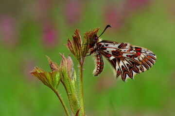 Zerynthia polyxena 980