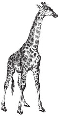 giraffe handcrafted mammals series illustration 