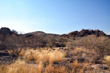 Dry small trees and bushes grow in a desert area against a background of blue clear sky and distant mountains
