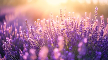 Foto op Plexiglas Sunlit lavender field generative ai © Kelly