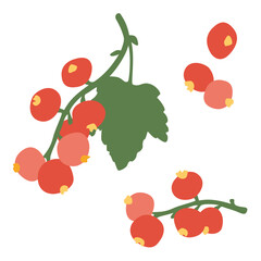 Red currants. Berries. Collection of vector illustrations. Objects isolated on white background