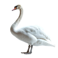 white swan isolated on transparent background ,swan side view ,generative ai