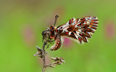 Zerynthia polyxena 982